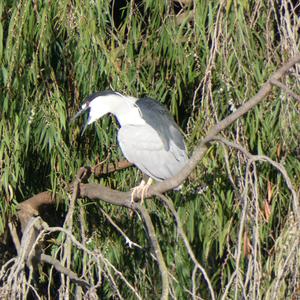 Unknown Species