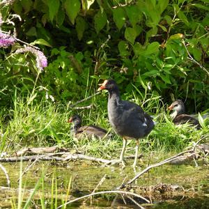 Common Moorhen