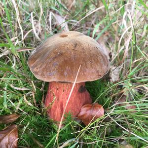 Dotted-stem Bolete
