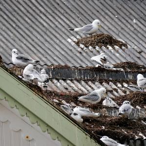 Black-legged Kittiwake