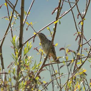 Eurasian Wryneck