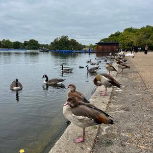 Egyptian Goose
