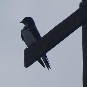 Unknown Species