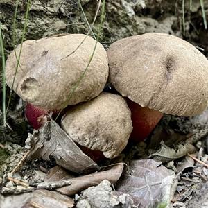 Scarlet-stemmed Bolete
