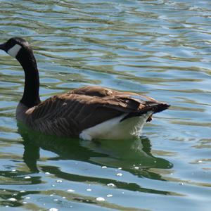 Canada Goose