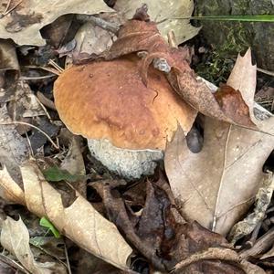 Summer Bolete