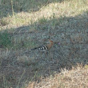 Eurasian Hoopoe