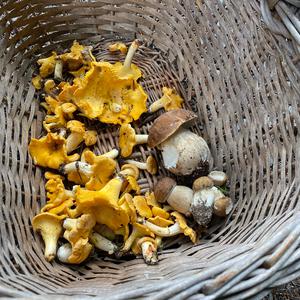 Chanterelle, Common