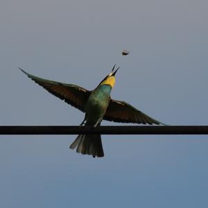 European Bee-eater