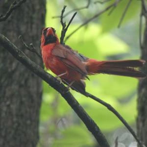 Unknown Species