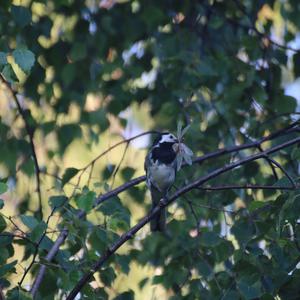 White Wagtail