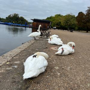 Mute Swan