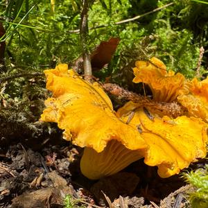 Chanterelle, Common