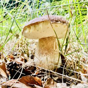 King Bolete