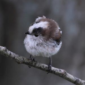 Long-tailed Tit