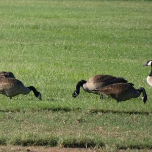 Canada Goose
