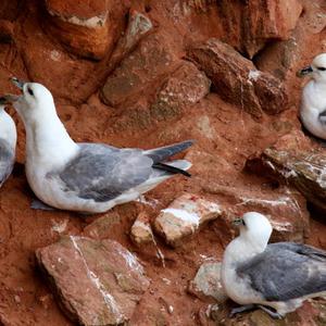 Northern Fulmar