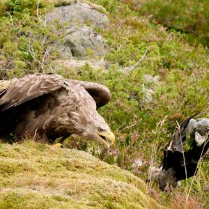 White-tailed Eagle