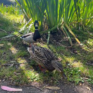 Mallard