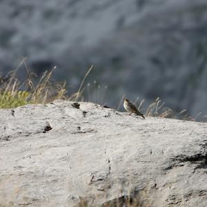 Water Pipit