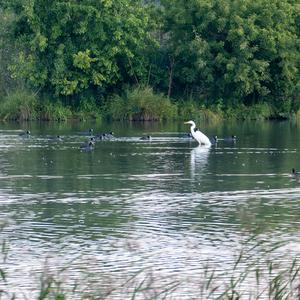 Great Egret