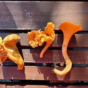 Chanterelle, Common