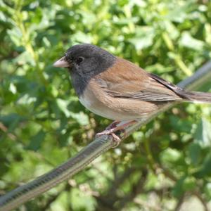Unknown Species