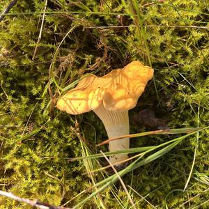Chanterelle, Common