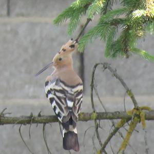 Eurasian Hoopoe