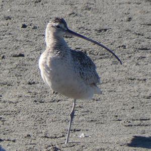Unknown Species