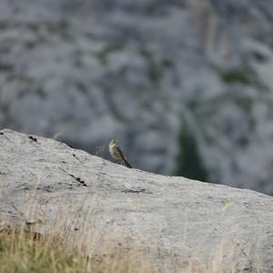 Water Pipit