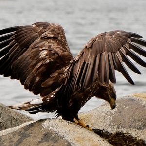 White-tailed Eagle