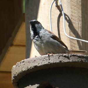 House Sparrow