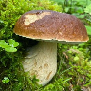 King Bolete