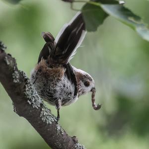 Long-tailed Tit