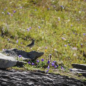 Water Pipit