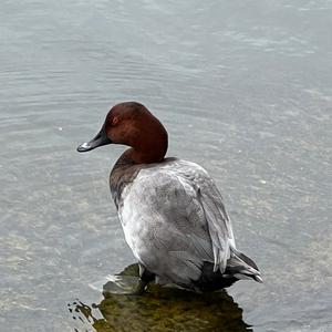 Unknown Species