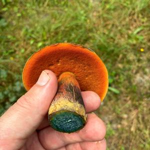 Dotted-stem Bolete