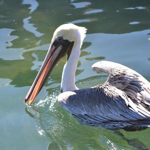 Brown Pelican
