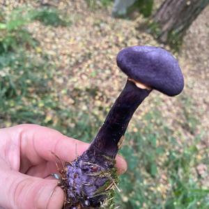 Violetter Schleierling