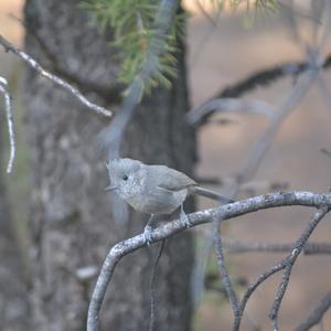 Juniper Titmouse