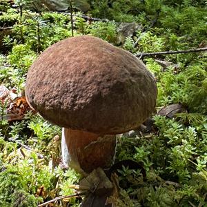 Dotted-stem Bolete