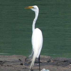 Unknown Species