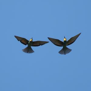 European Bee-eater