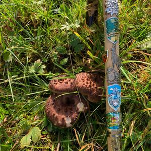 Habichtpilz