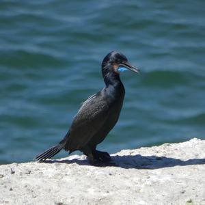 Unknown Species