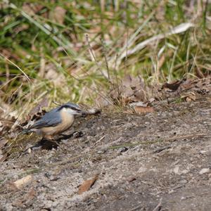 Wood Nuthatch