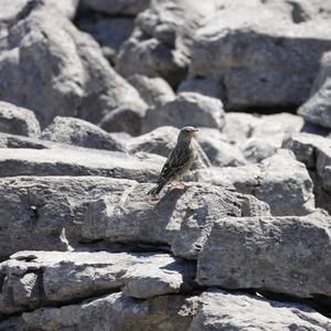 Alpine Accentor