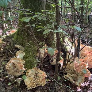 Black-staining Polypore