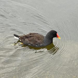 Common Moorhen